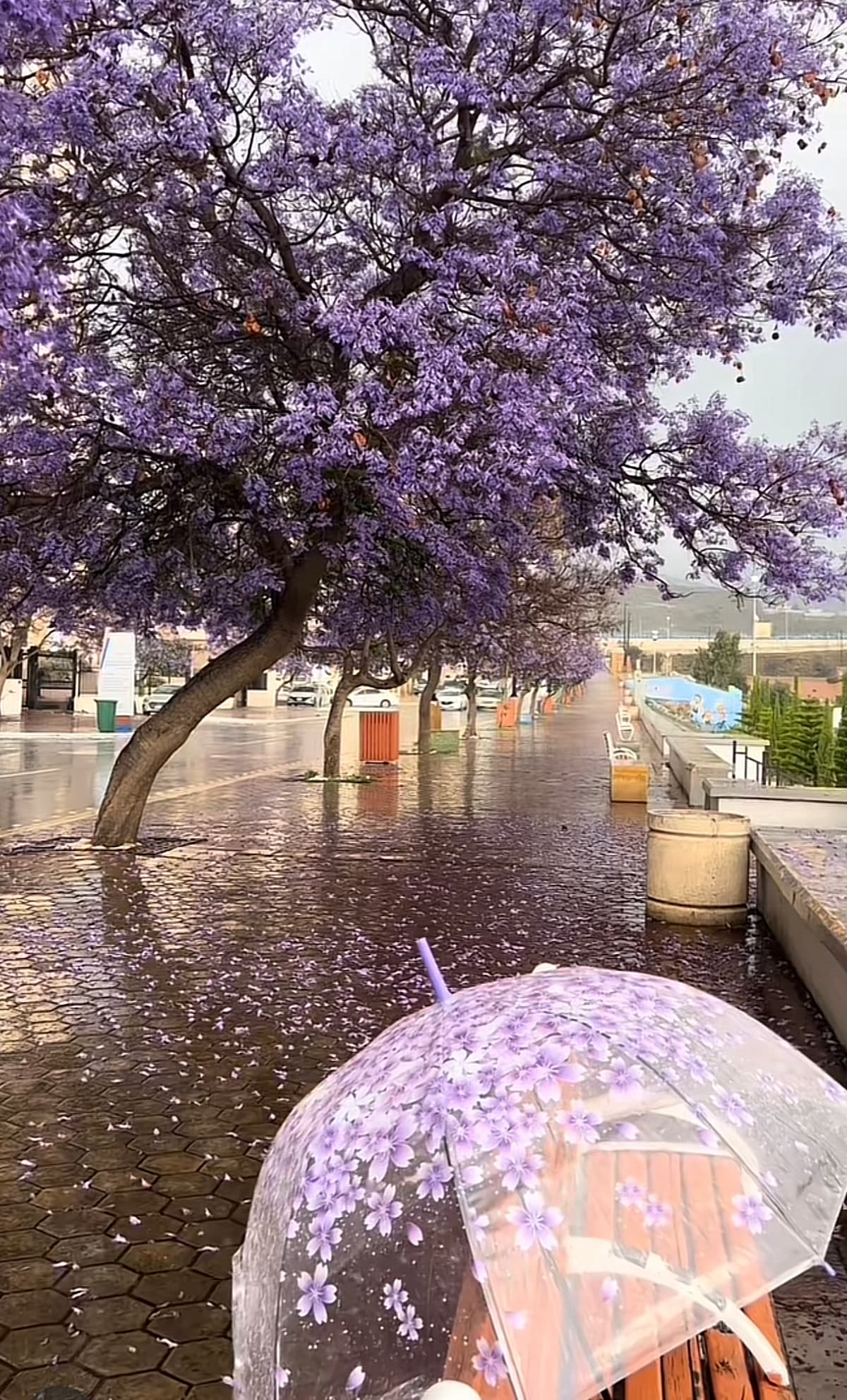 بدرية ابراهيم السهيم